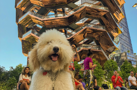 Buddy at Hudson Yards