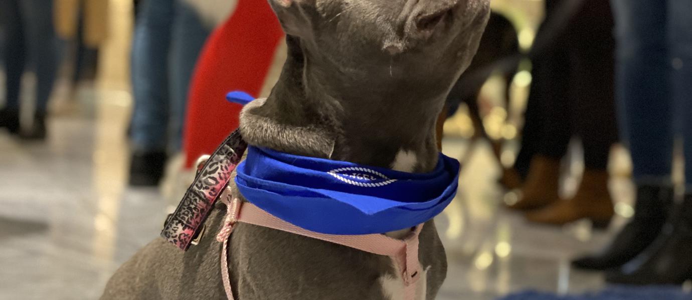 AKC Event 