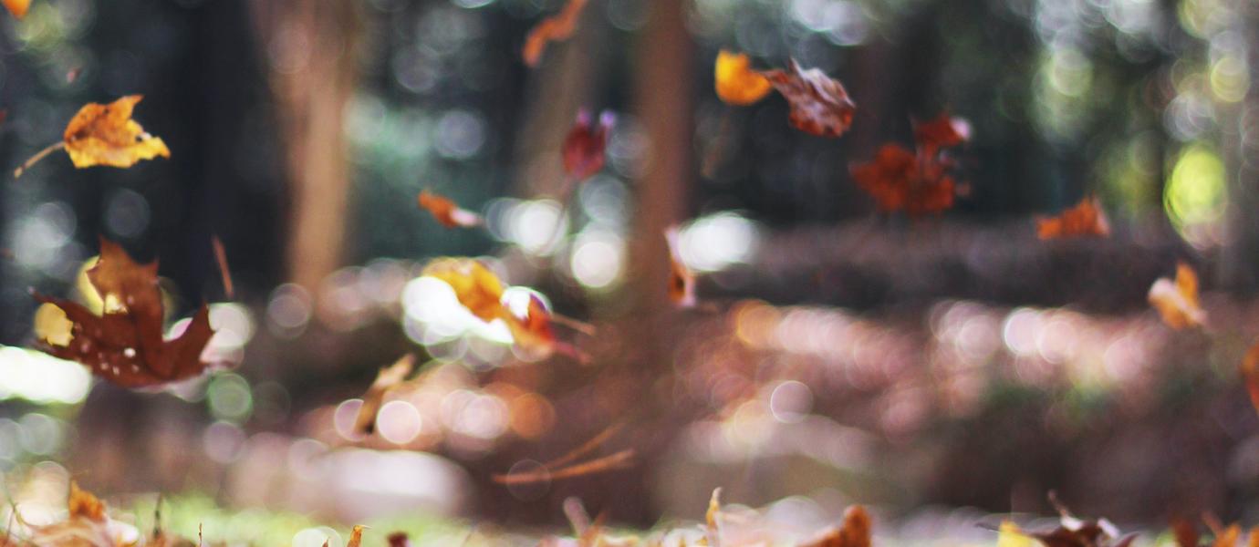 fall