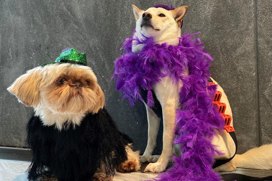 lab and yokie dogs wearing boa costume and hat