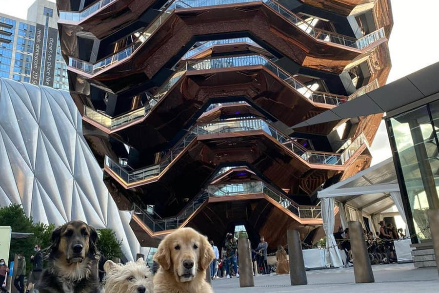 dogs at Hudson Yards