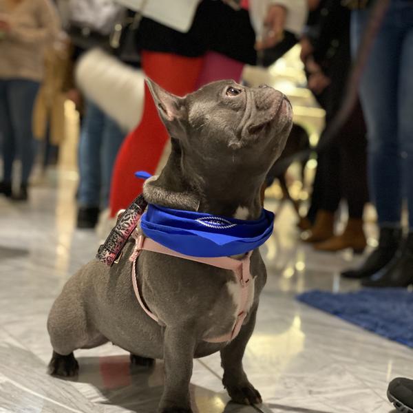 It's a Dog's Life at Hudson Yards | Hudson Yards It's a Dog's Life at Hudson Yards | Hudson Yards