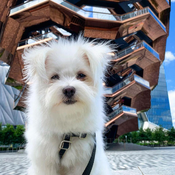 dogs at Hudson Yards