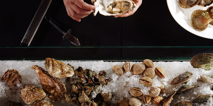oysters 