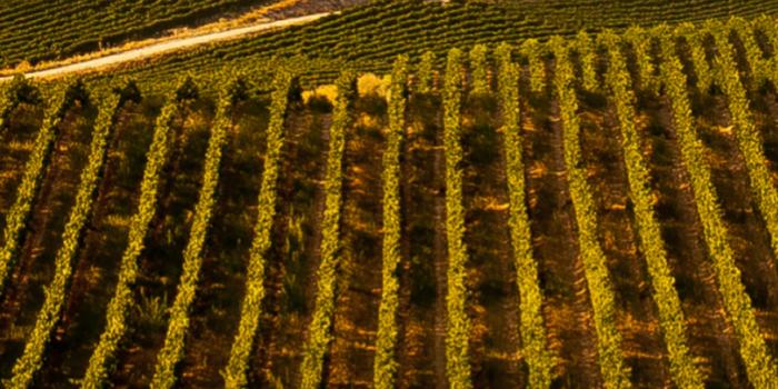 ana wines